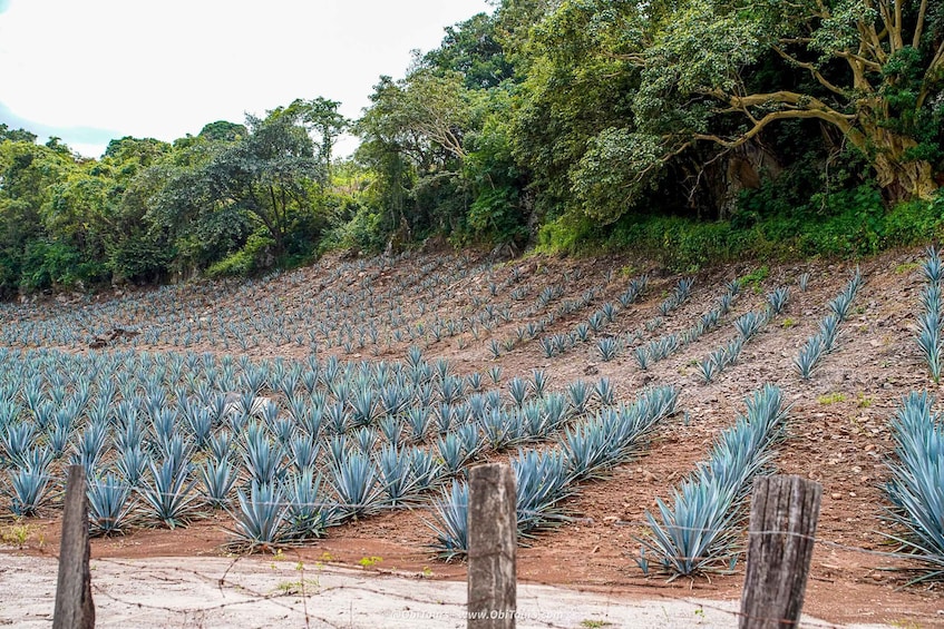 A field of agave plants with a wooden fence in the foreground. 2