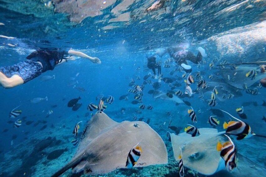 Maldives: 3 Coral Reef Marine Life Snorkeling Adventure Tour 5