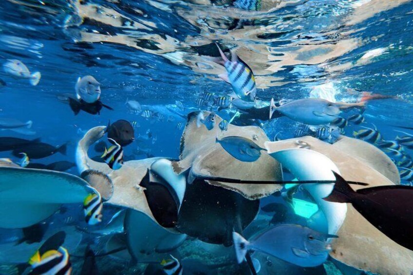 Maldives: Swim with Stingrays & Explore 3 Unique Snorkeling Sites 1