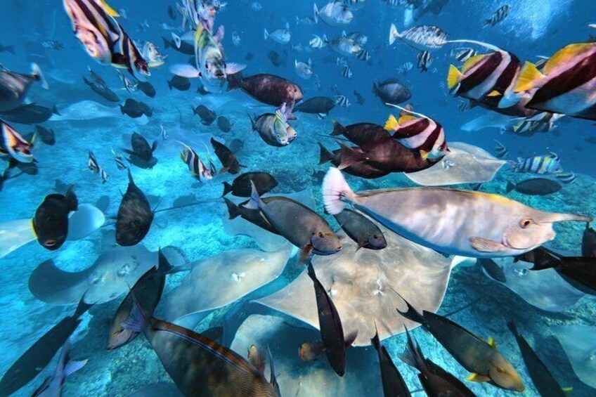 Maldives: 3 Coral Reef Marine Life Snorkeling Adventure Tour 2