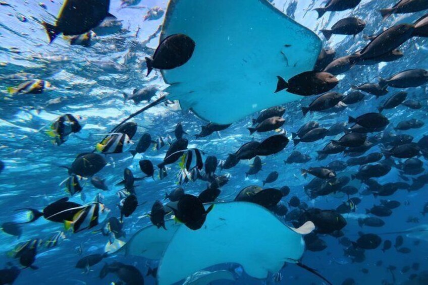 Maldives: 3 Coral Reef Marine Life Snorkeling Adventure Tour 3