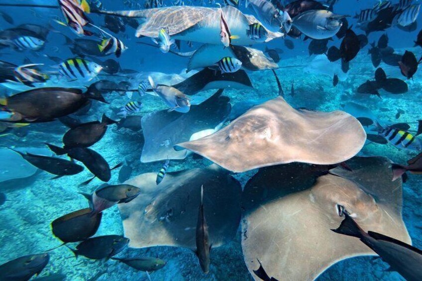 Maldives: 3 Coral Reef Marine Life Snorkeling Adventure Tour 4