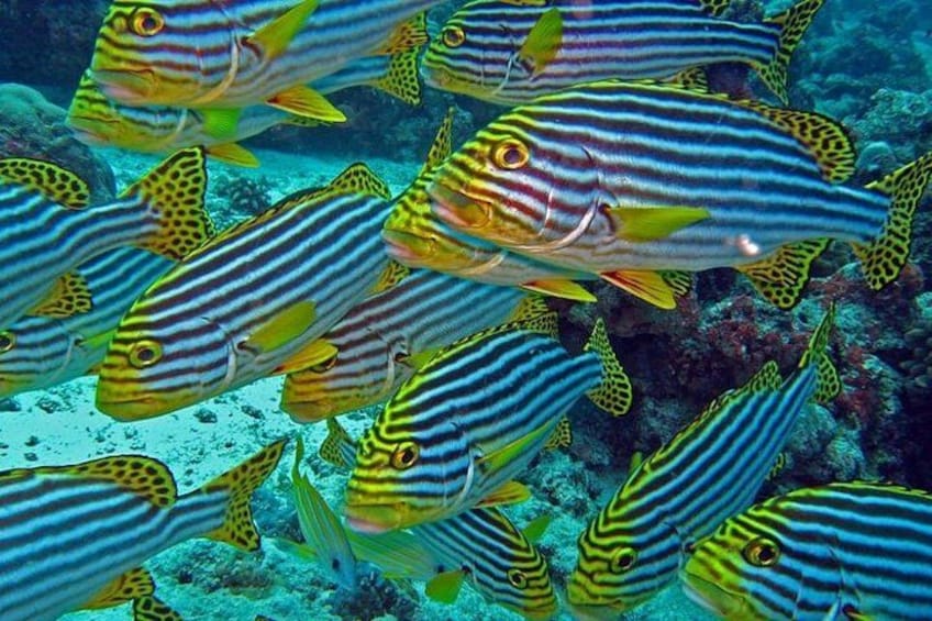 Maldives: Swim with Stingrays & Explore 3 Unique Snorkeling Sites 3