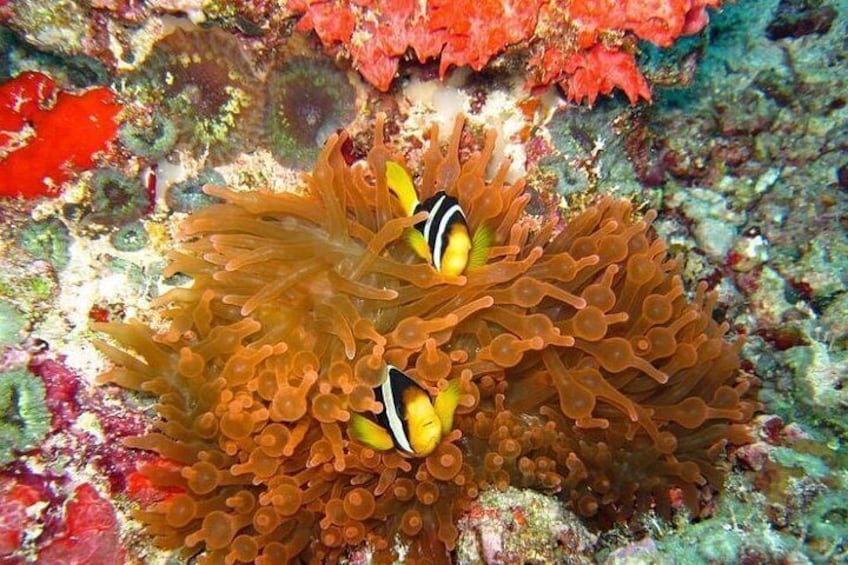 Maldives: Swim with Stingrays & Explore 3 Unique Snorkeling Sites 4