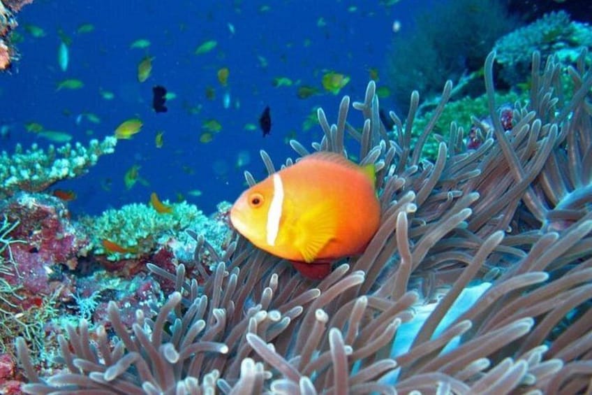 Maldives: Swim with Stingrays & Explore 3 Unique Snorkeling Sites 2