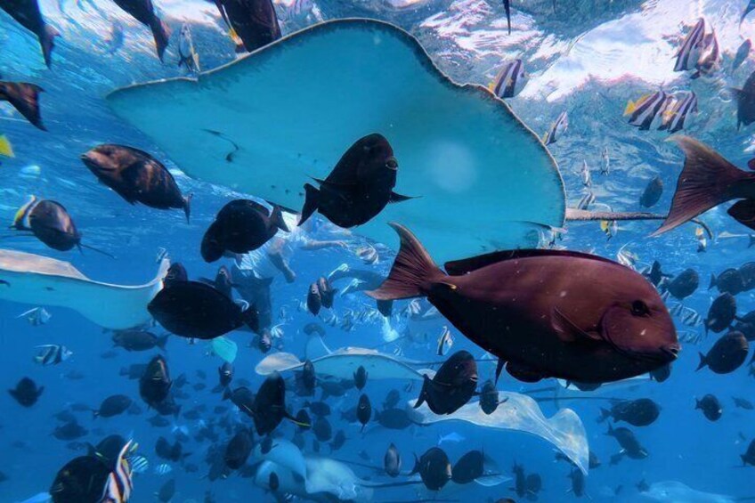 Maldives: Swim with Stingrays & Explore 3 Unique Snorkeling Sites 2