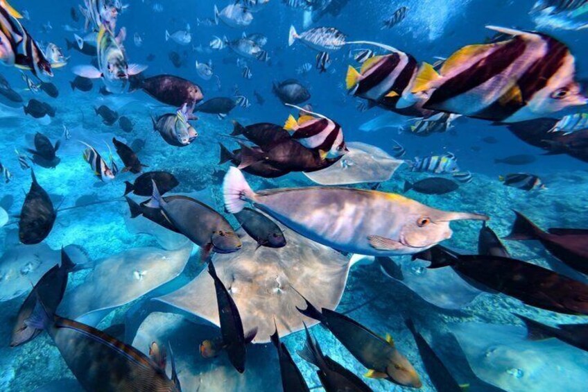Maldives: Swim with Stingrays & Explore 3 Unique Snorkeling Sites 3