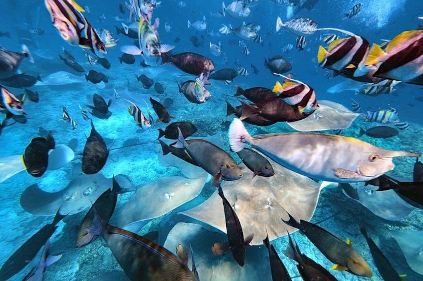 Maldives: Swim with Stingrays & Explore 3 Unique Snorkeling Sites 4