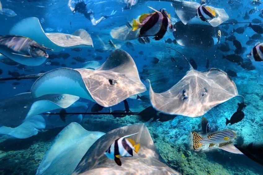 Maldives: Swim with Stingrays & Explore 3 Unique Snorkeling Sites 4