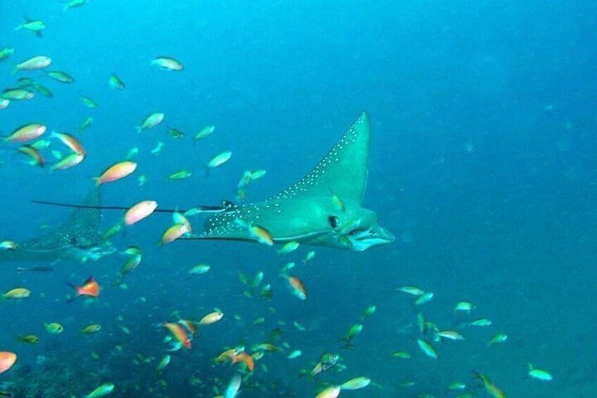 Maldives: Swim with Stingrays & Explore 3 Unique Snorkeling Sites 5