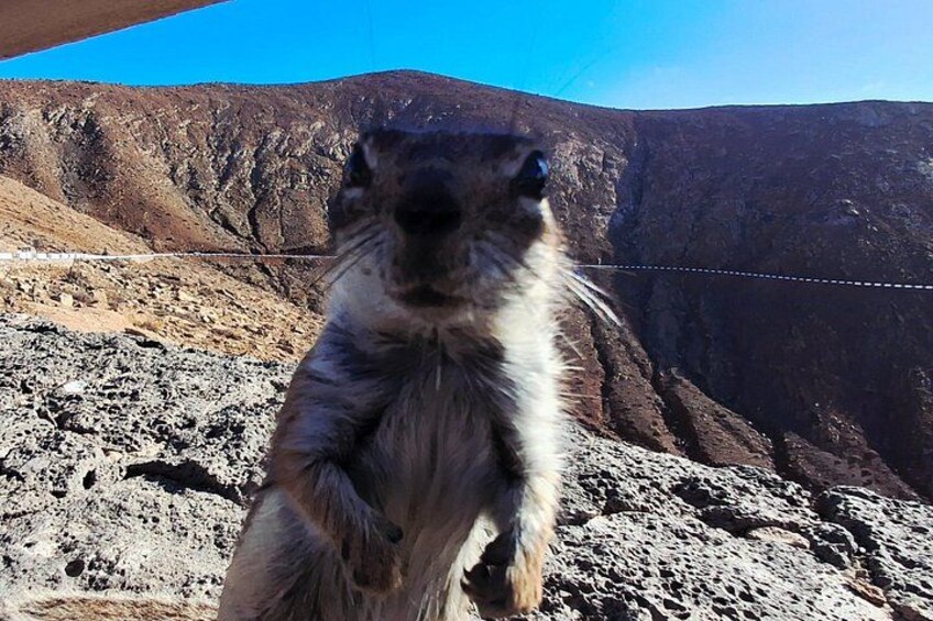 A marmot standing on rocky terrain with a mountainous background. 4