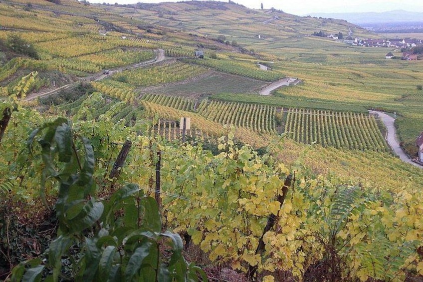 Viñedo con hileras de vides y un camino serpenteante. 5
