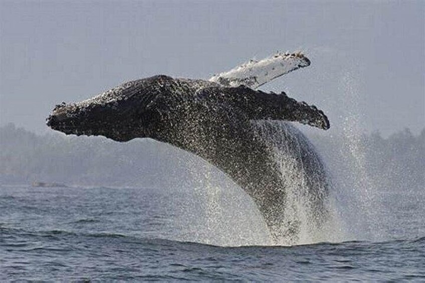 Hermanus Day Tour Whale Watching and Scenic Coastal Drive 4