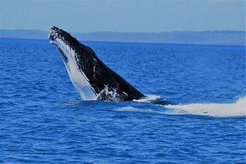 Hermanus Day Tour Whale Watching and Scenic Coastal Drive 2