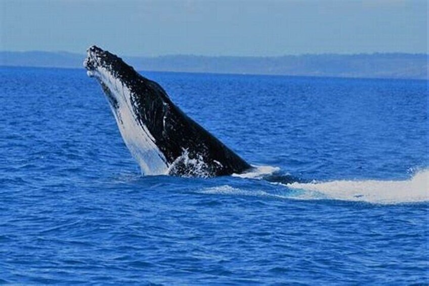 Hermanus Day Tour Whale Watching and Scenic Coastal Drive 2