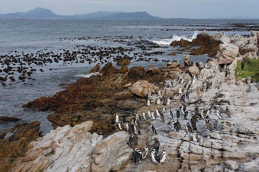 Hermanus Day Tour Whale Watching and Scenic Coastal Drive 3