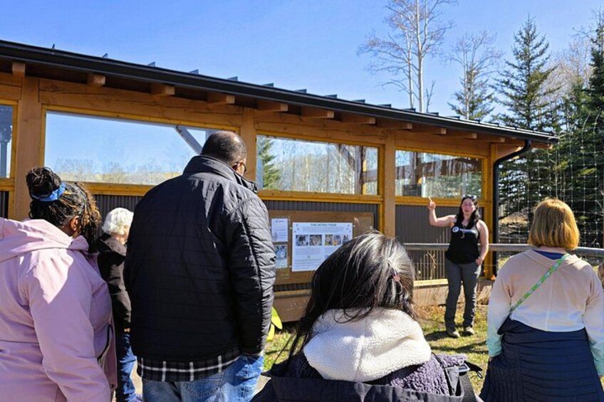 Wolfdog Sanctuary Half Day Tour from Calgary 4