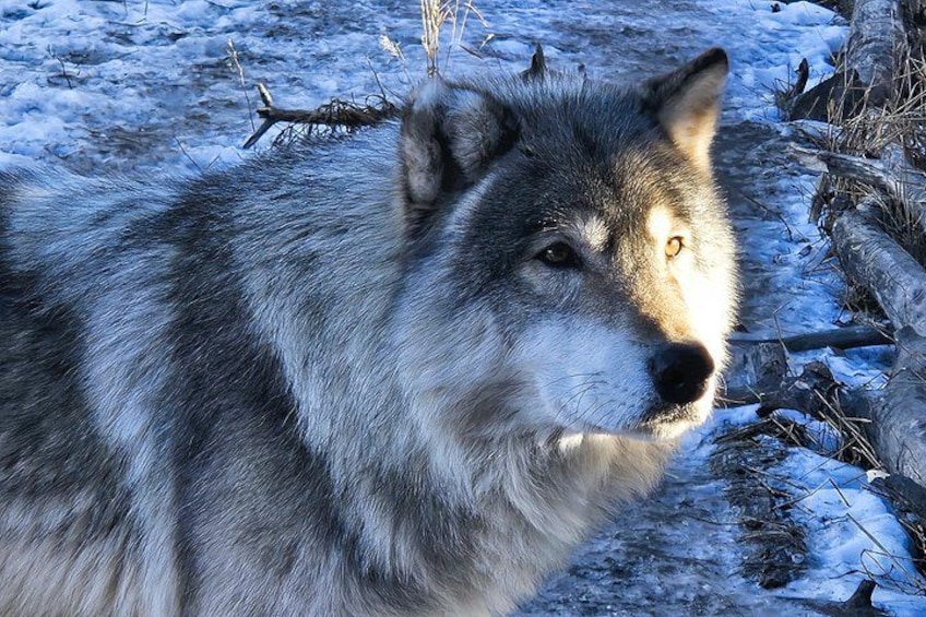 A wolf in a snowy environment. 1
