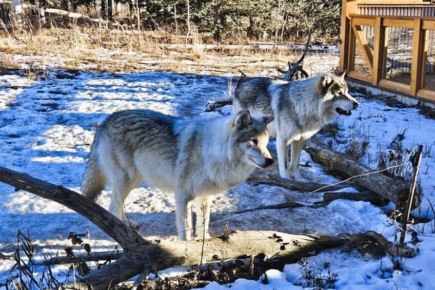 Two wolves standing on a snow-covered ground with a wooden structure in the background. 5