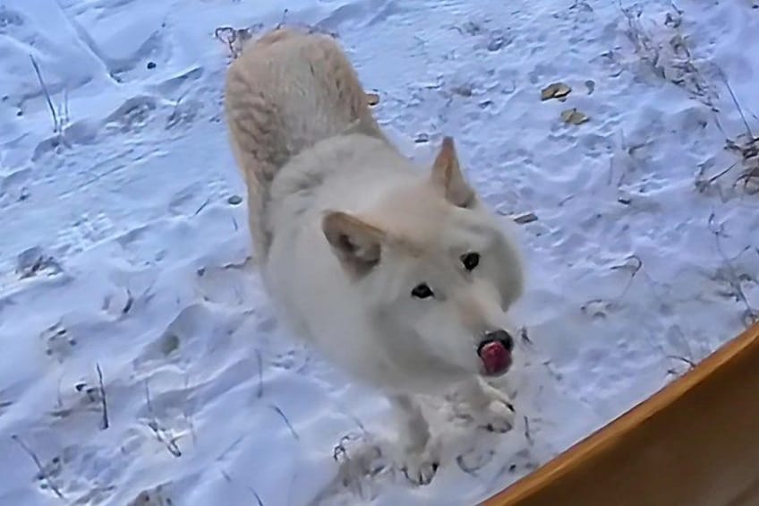 Wolfdog Sanctuary Half Day Tour from Calgary 3