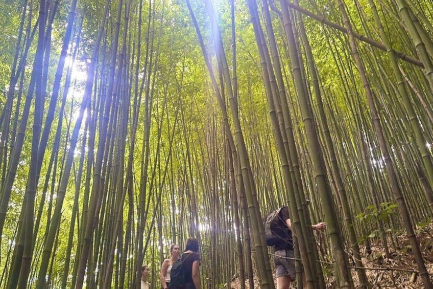 Une forêt de bambous avec de grands arbres élancés, la lumière du soleil filtrant à travers la canopée. 3