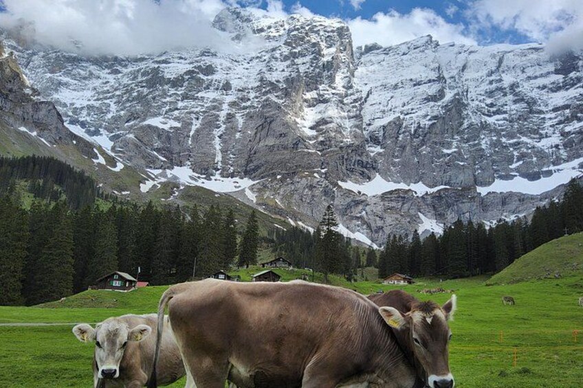 Cows grazing in a field with mountains in the background. 1