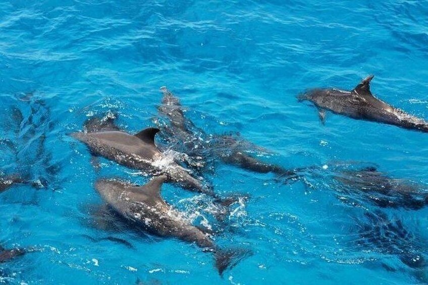 Dolphins swimming in clear blue water. 5