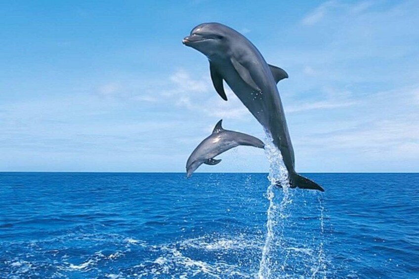 Two dolphins leaping out of the ocean. 1