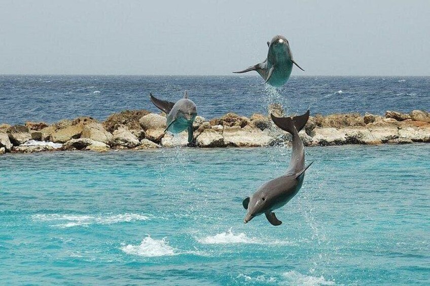 Dolphins jumping out of the water near a rocky shoreline. 4