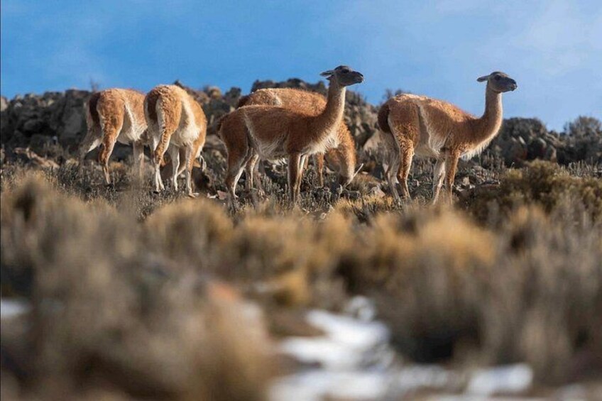 Een groep lama's graast op een rotsachtige heuvel. 4