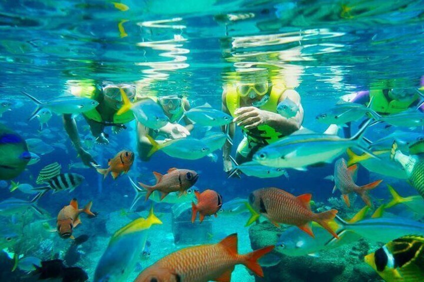 adventure cove waterpark 4