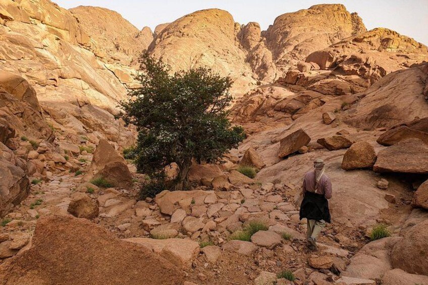 A rocky terrain with a lone tree and a person walking. 1