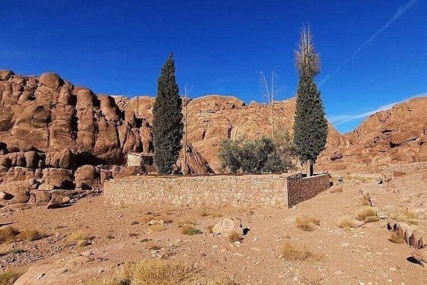 A rocky desert landscape with two tall cypress trees, a stone wall, and a clear blue sky. 5
