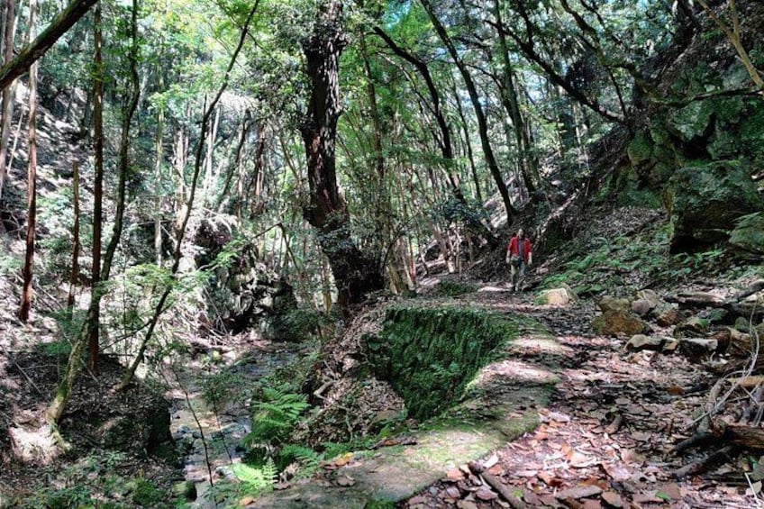 Shirakawa Woodland Trail 2