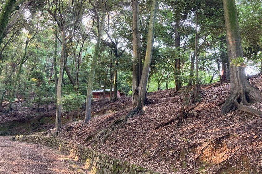 Trail Route , Daikichiyama 2