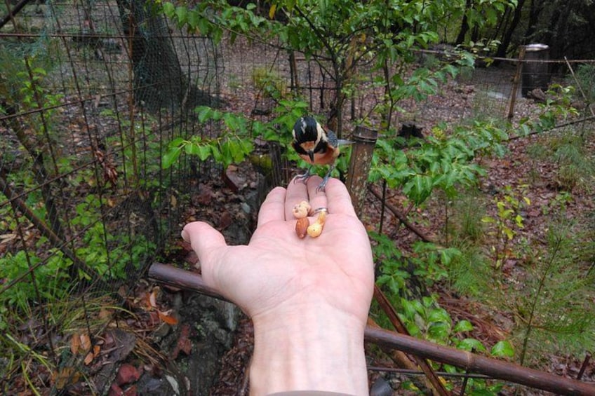 Japanese Yamagara bird 3