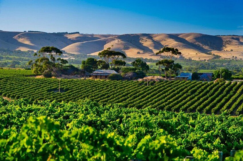 Barossa Valley Wine And Gourmet Bliss Adelaide Private Shore Tour 2