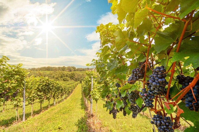 Barossa Valley Wine And Gourmet Bliss Adelaide Private Shore Tour 1