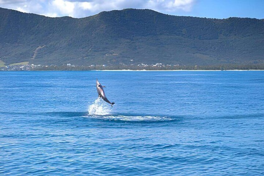 Ein Delfin springt aus dem Wasser, im Hintergrund Berge. 2