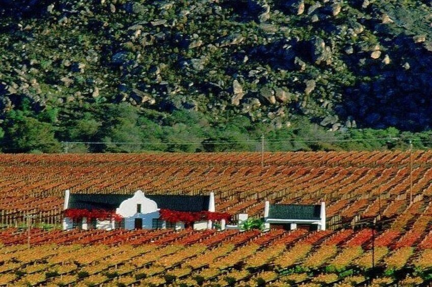 Groot Constantia Wine Tasting With Return Transport 2