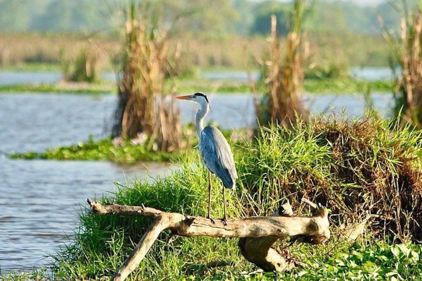 A heron standing on a log by a calm water body with greenery in the background. 5