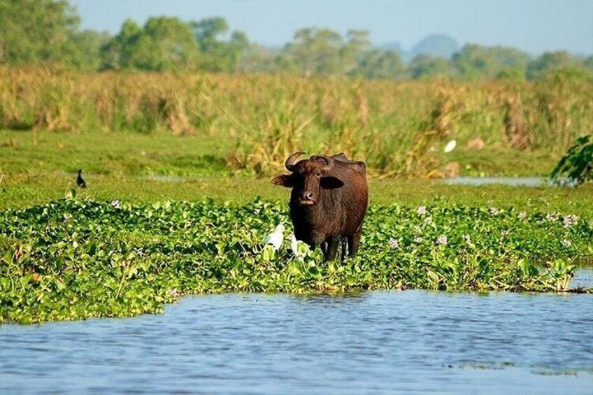 A brown cow standing in a water body surrounded by green vegetation. 4