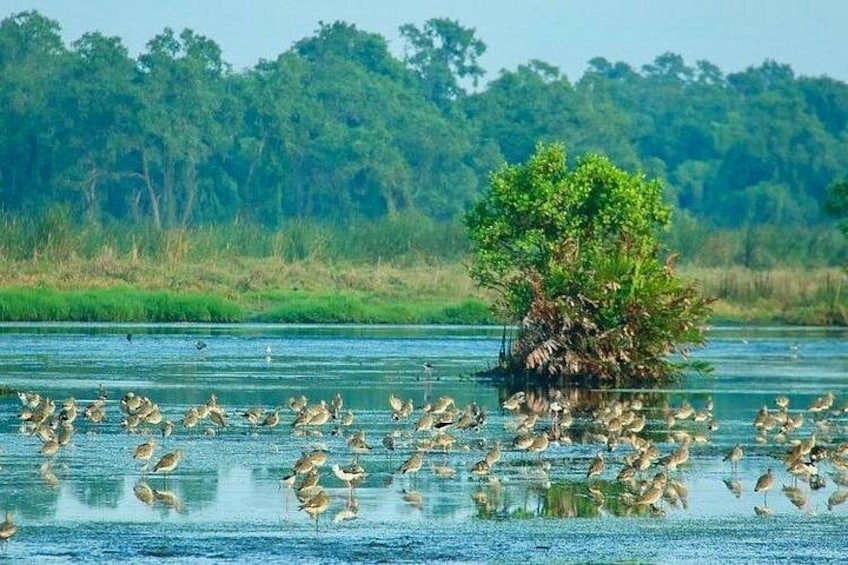A water body with a small island and a flock of birds. 3