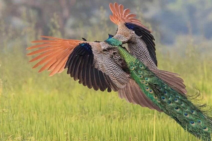 Two peacocks in mid-flight with their tails fanned out, displaying their iridescent plumage. 1