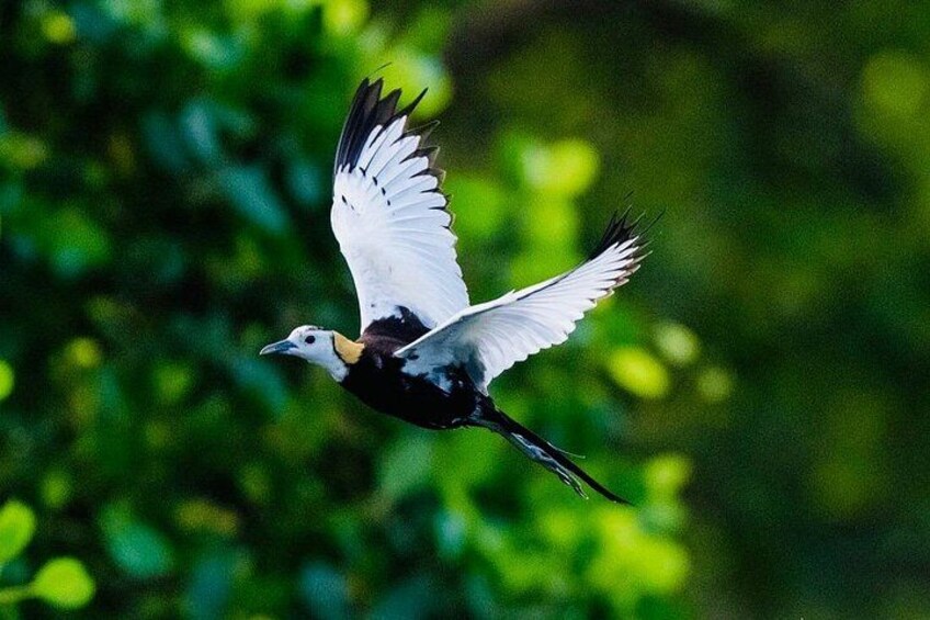 A bird in flight with outstretched wings against a blurred green background. 2