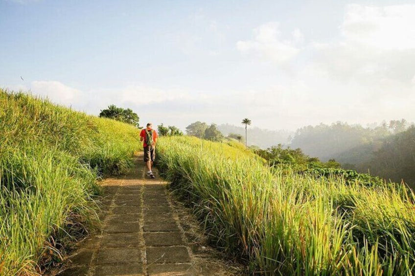 A person walking on a stone path surrounded by tall grass and trees in a hilly landscape. 3