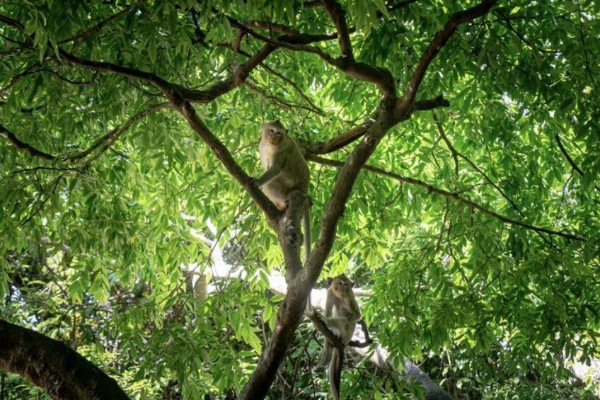 Un mono en una rama de árbol en un área boscosa. 3