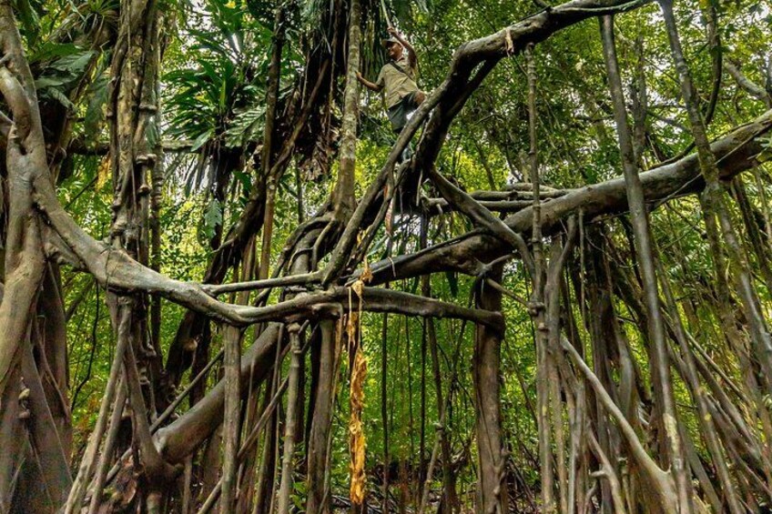 A dense forest with intertwined tree roots and branches. 5