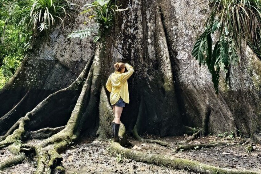 A person climbing a large tree with extensive roots. 4