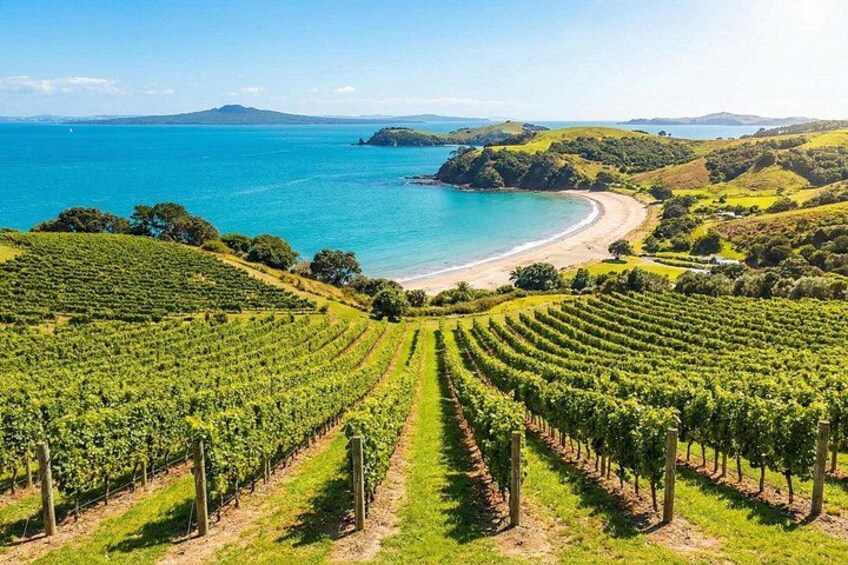 A vineyard with rows of grapevines, a beach, and a coastline. 3